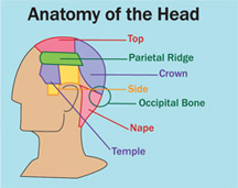 antomy of Head - Male Hair Loss